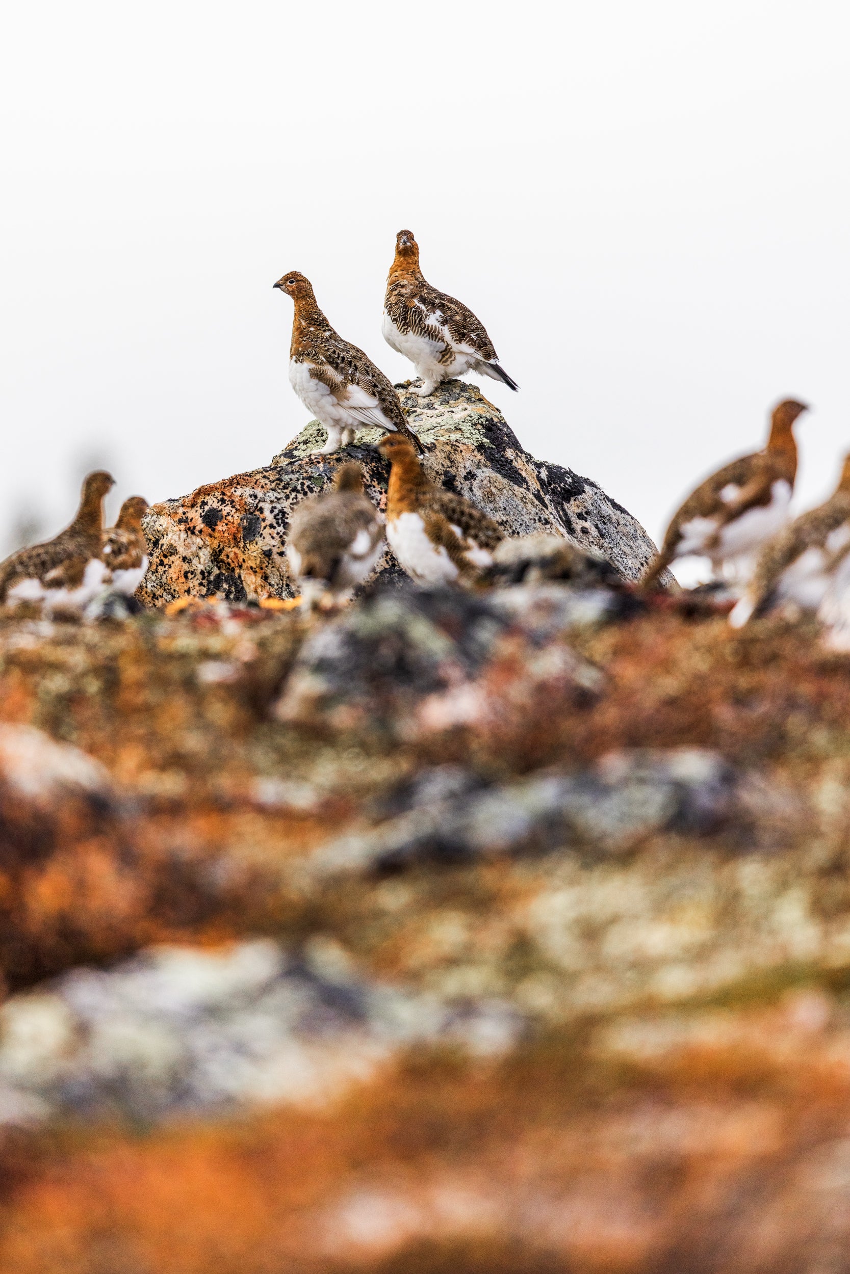 Willow Ptarmigan - Summer 079