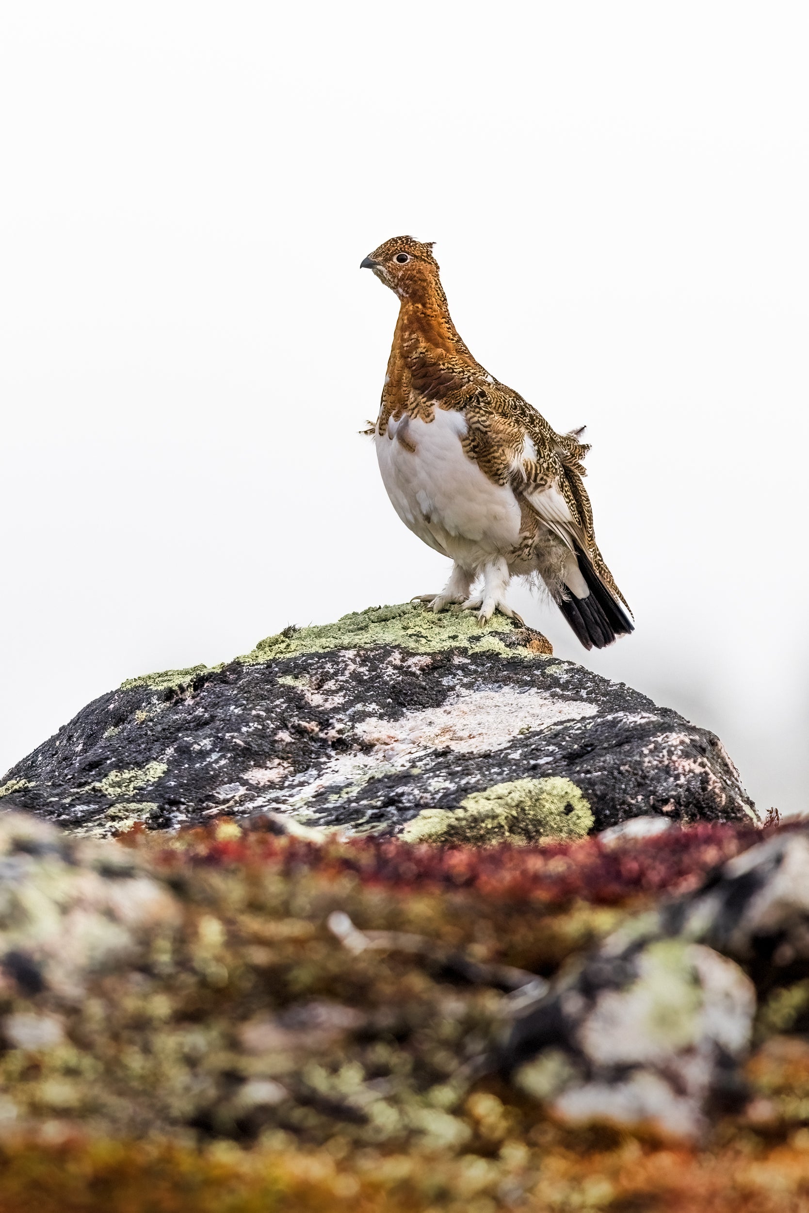 Willow Ptarmigan - Summer 080