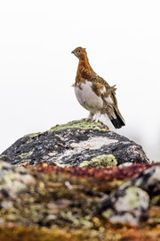 Willow Ptarmigan - Summer 080