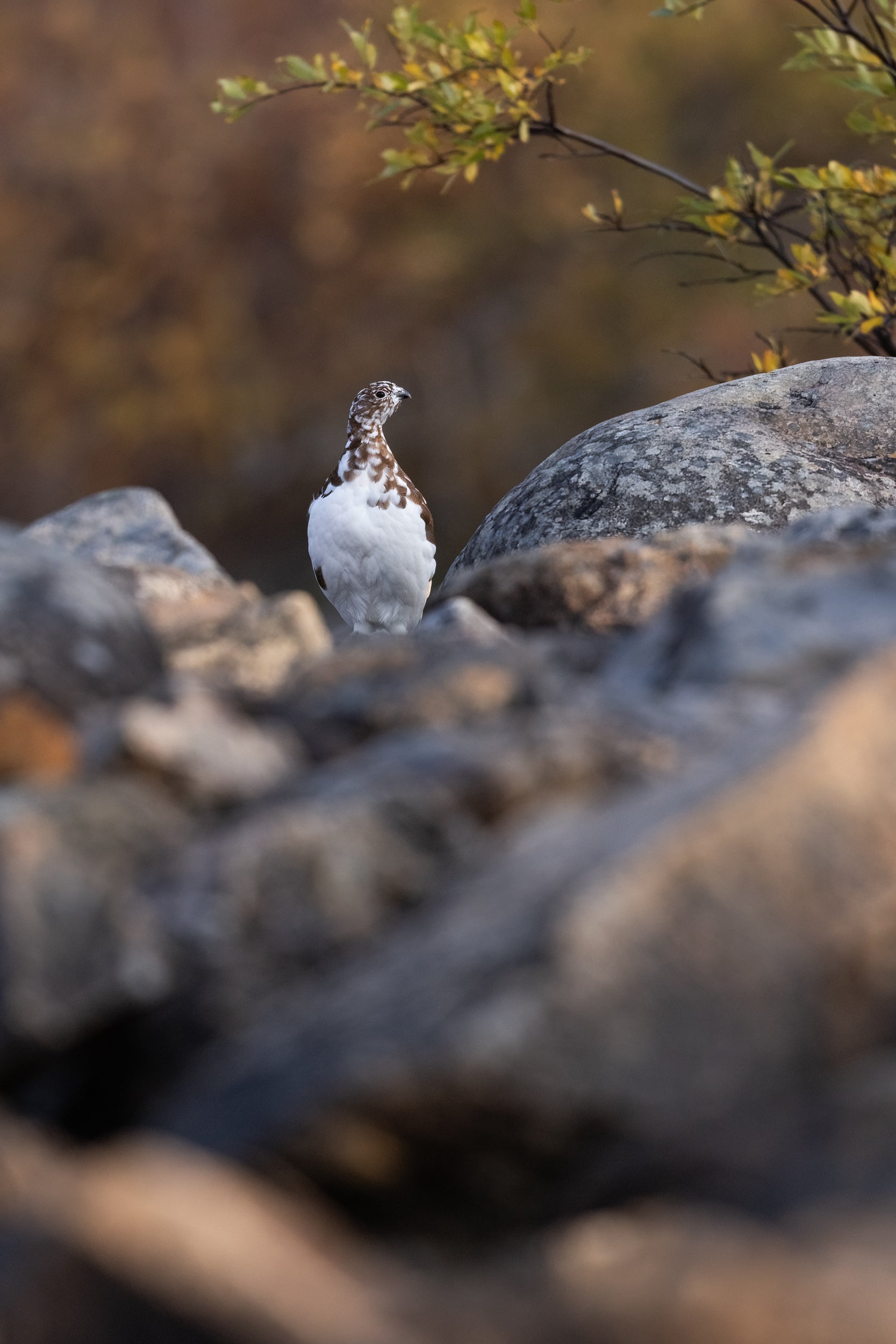 Willow Ptarmigan - Summer 081