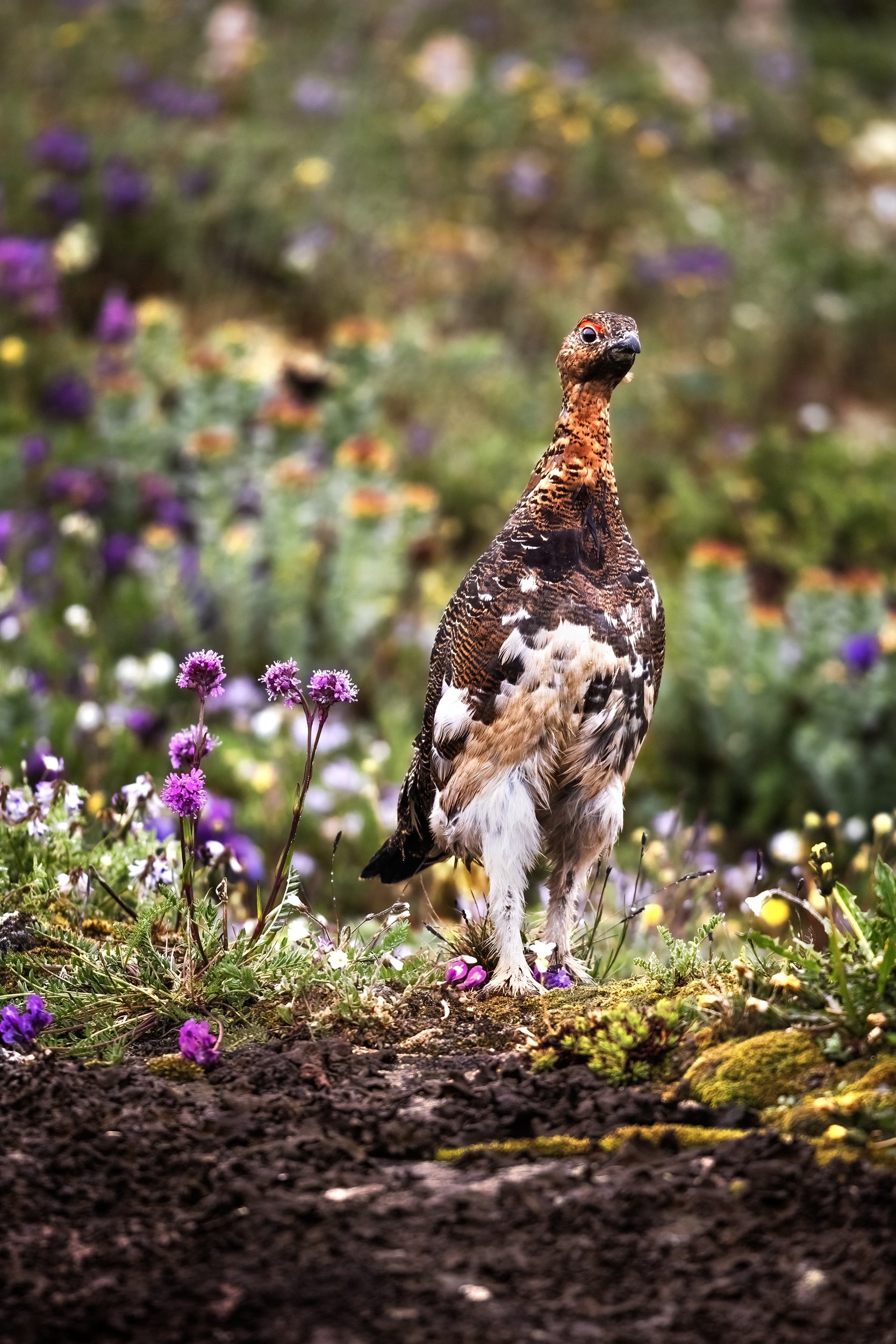 Willow Ptarmigan - Summer 082
