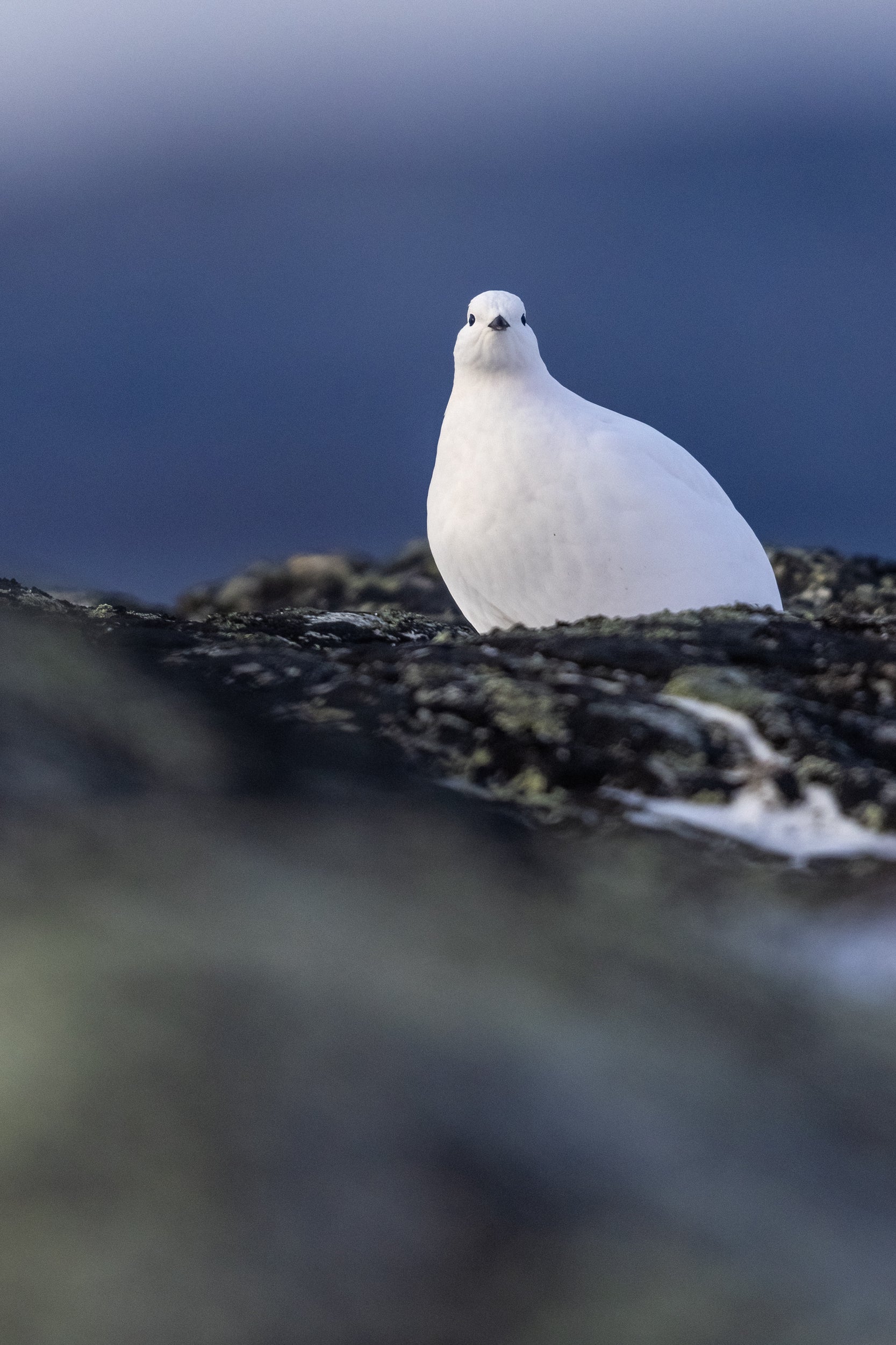 Willow Ptarmigan - Winter 084