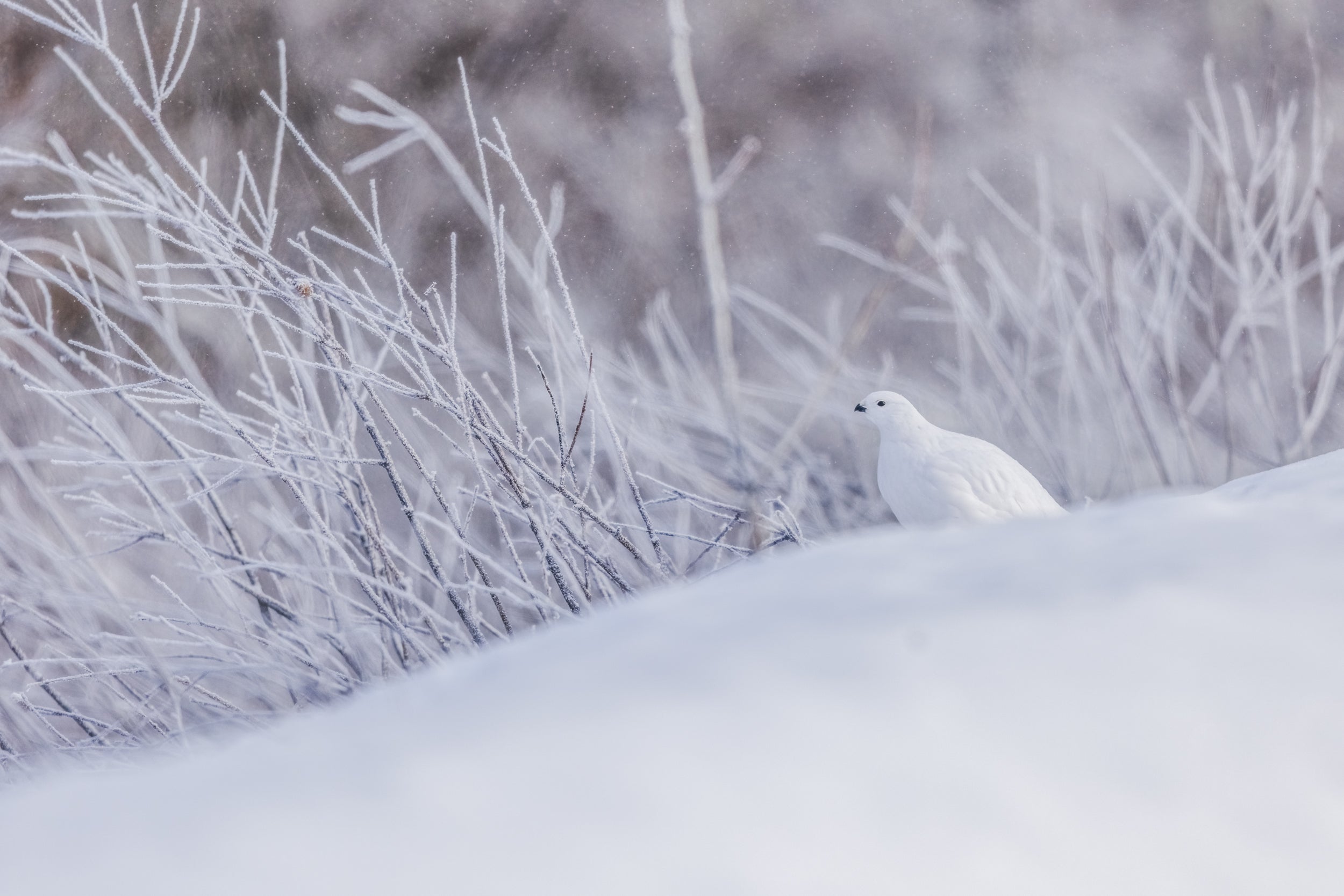 Willow Ptarmigan - Winter 087