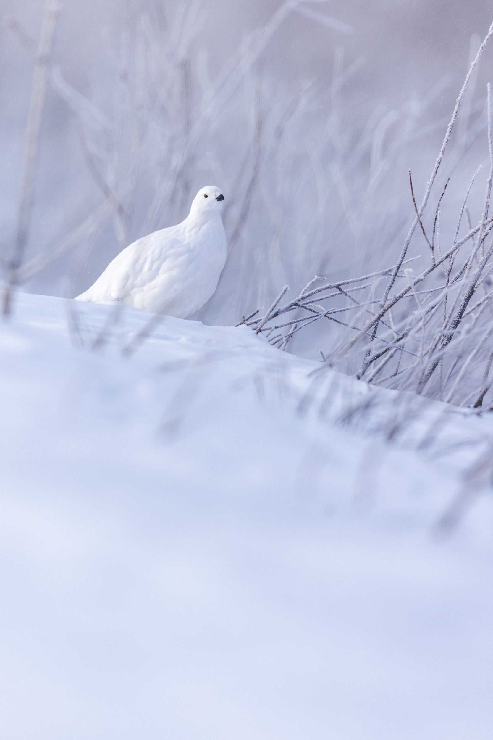 Willow Ptarmigan - Winter 088