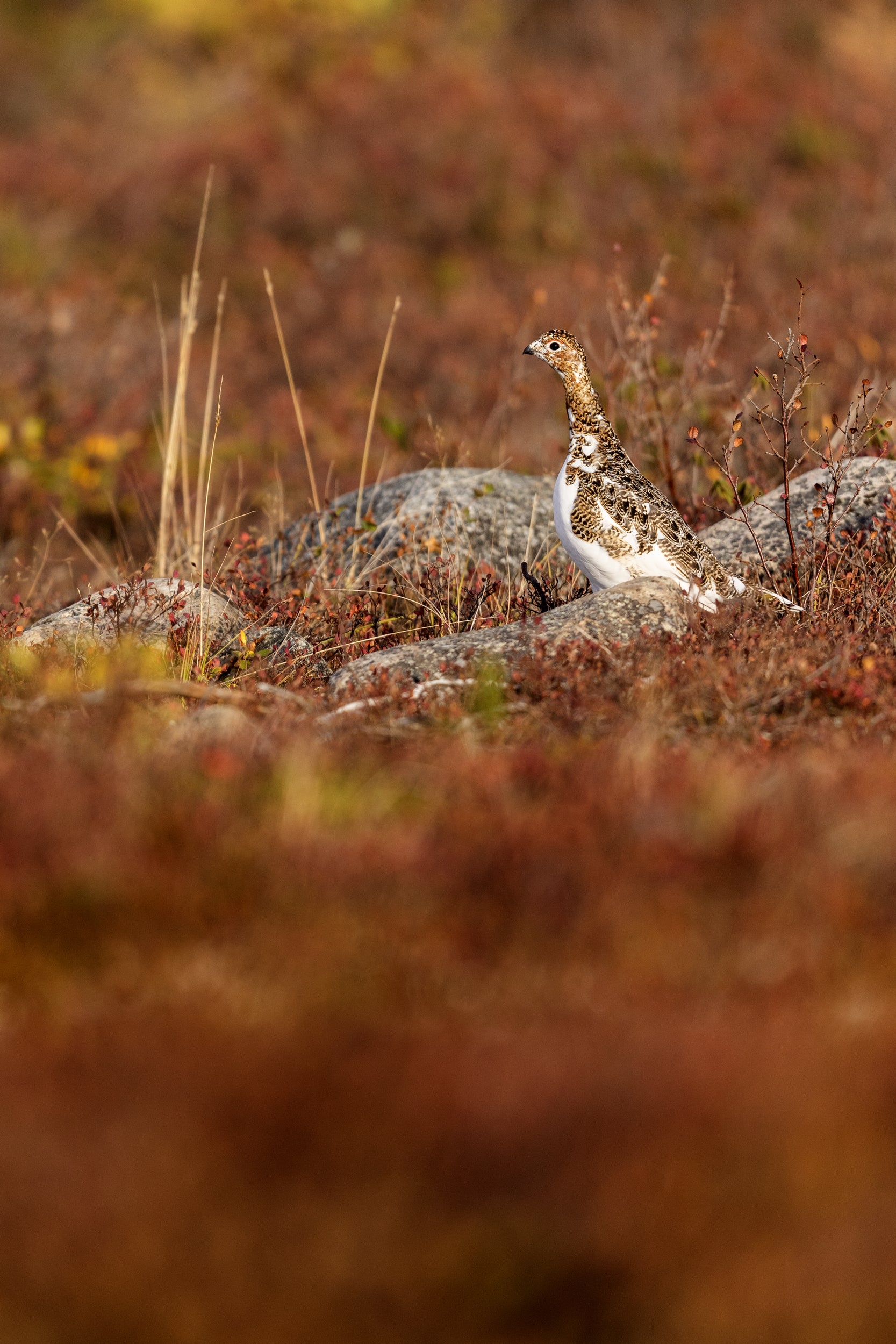 Willow Ptarmigan - Summer 090