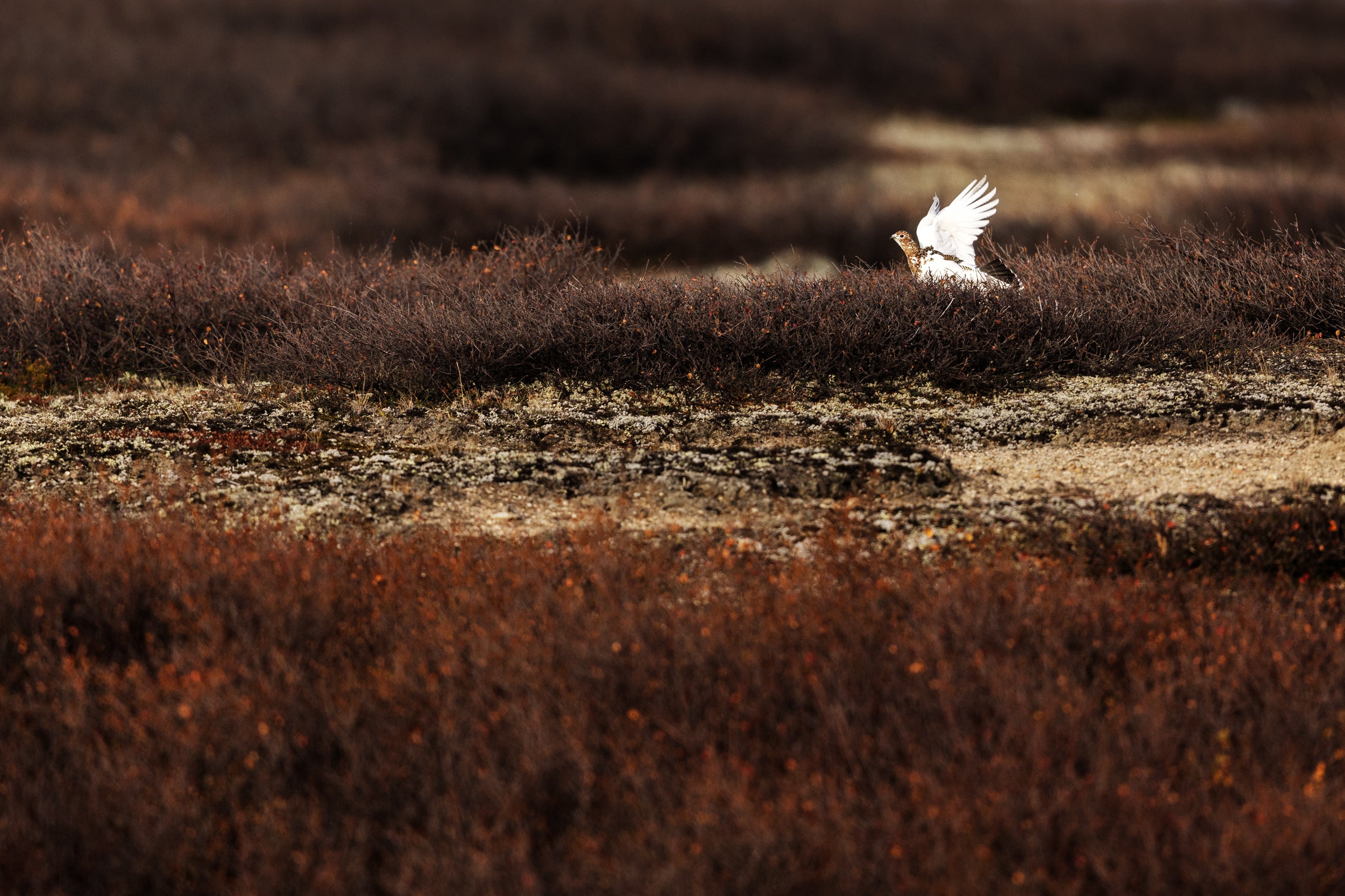 Willow Ptarmigan - Summer 091