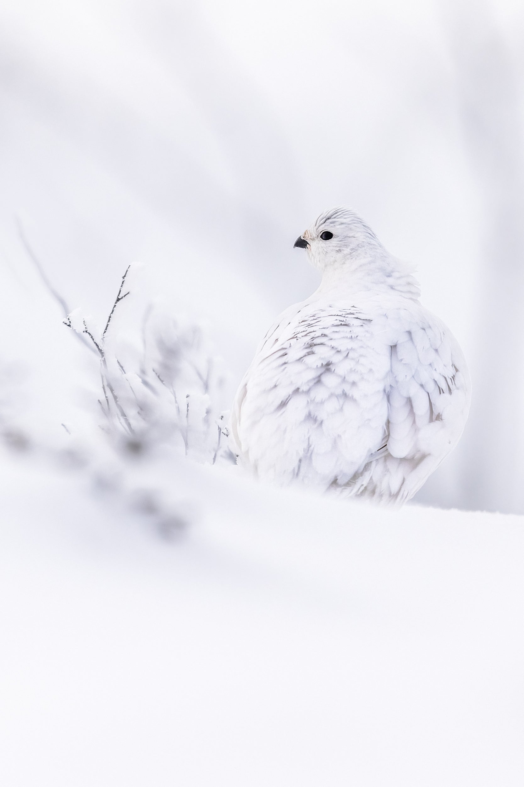 Willow Ptarmigan - Winter 093