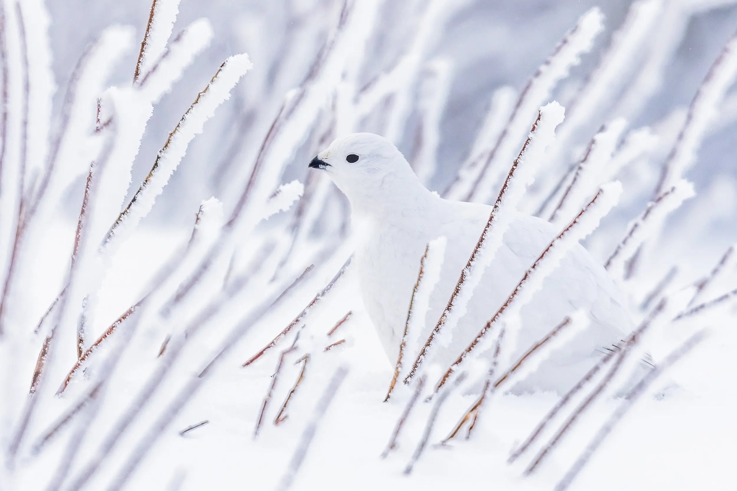 Lagopède des saules - Hiver 095 – Jean-Simon Bégin - Photographe ...