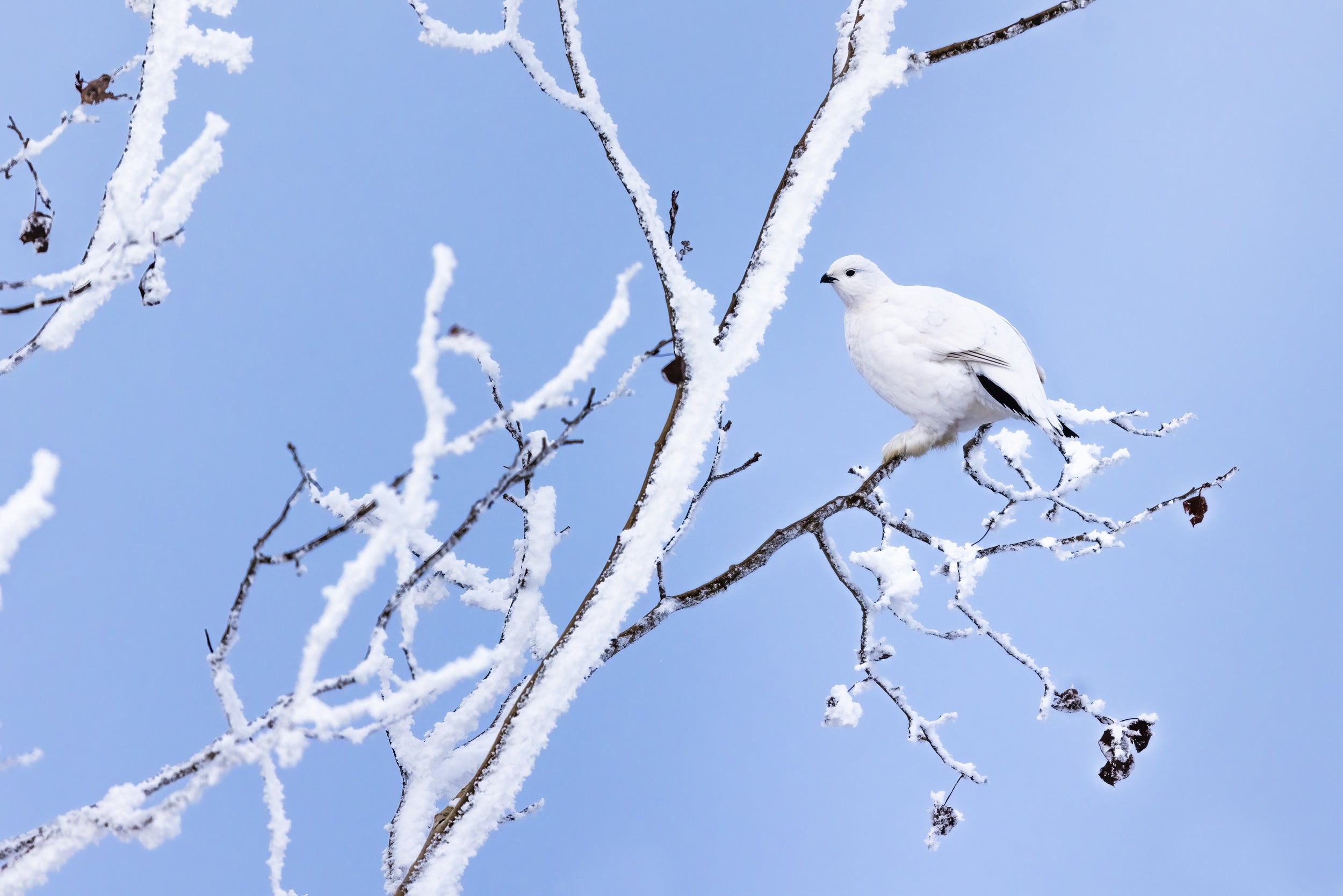 Willow Ptarmigan - Winter 096
