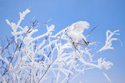 Willow Ptarmigan - Winter 097
