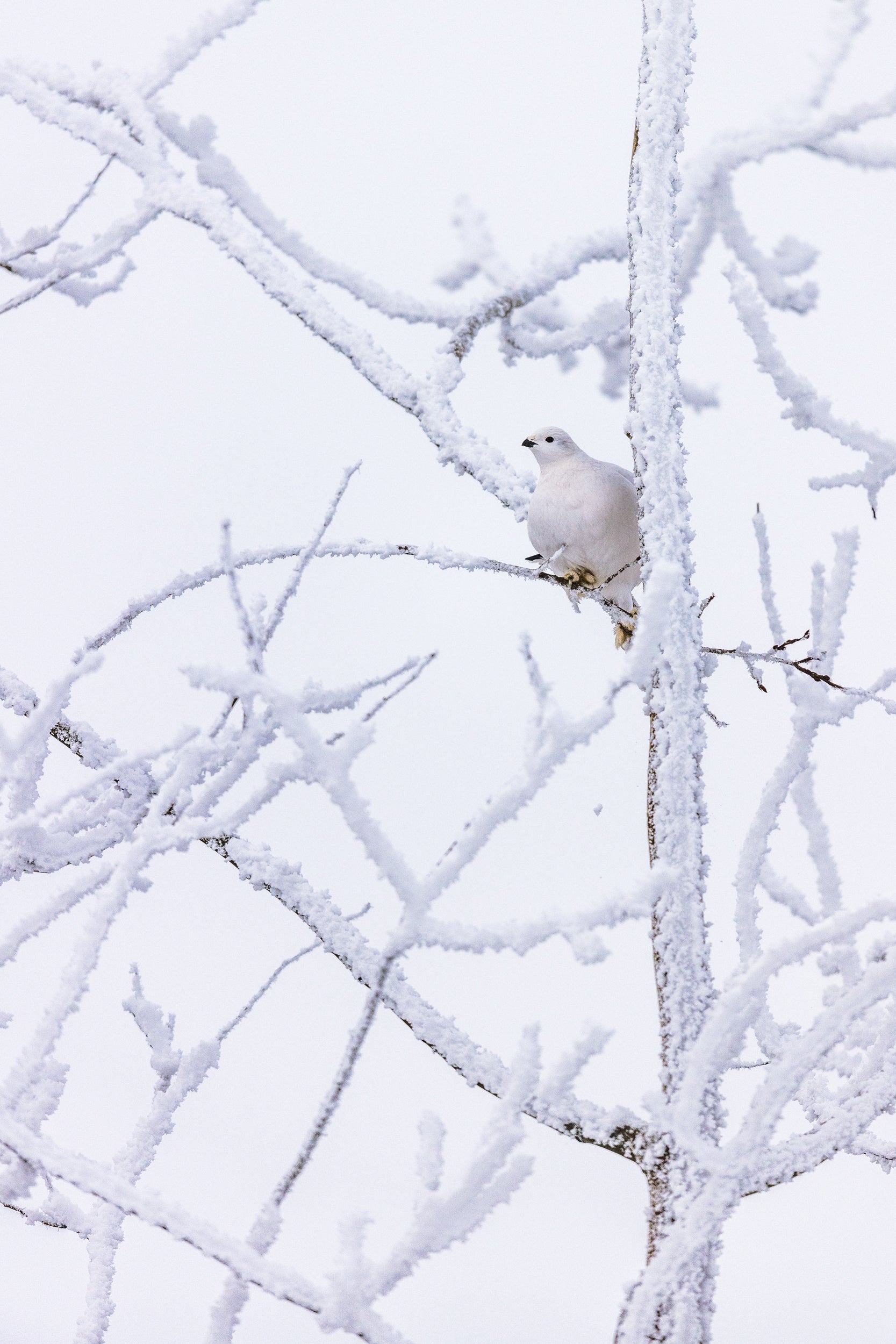 Willow Ptarmigan - Winter 098