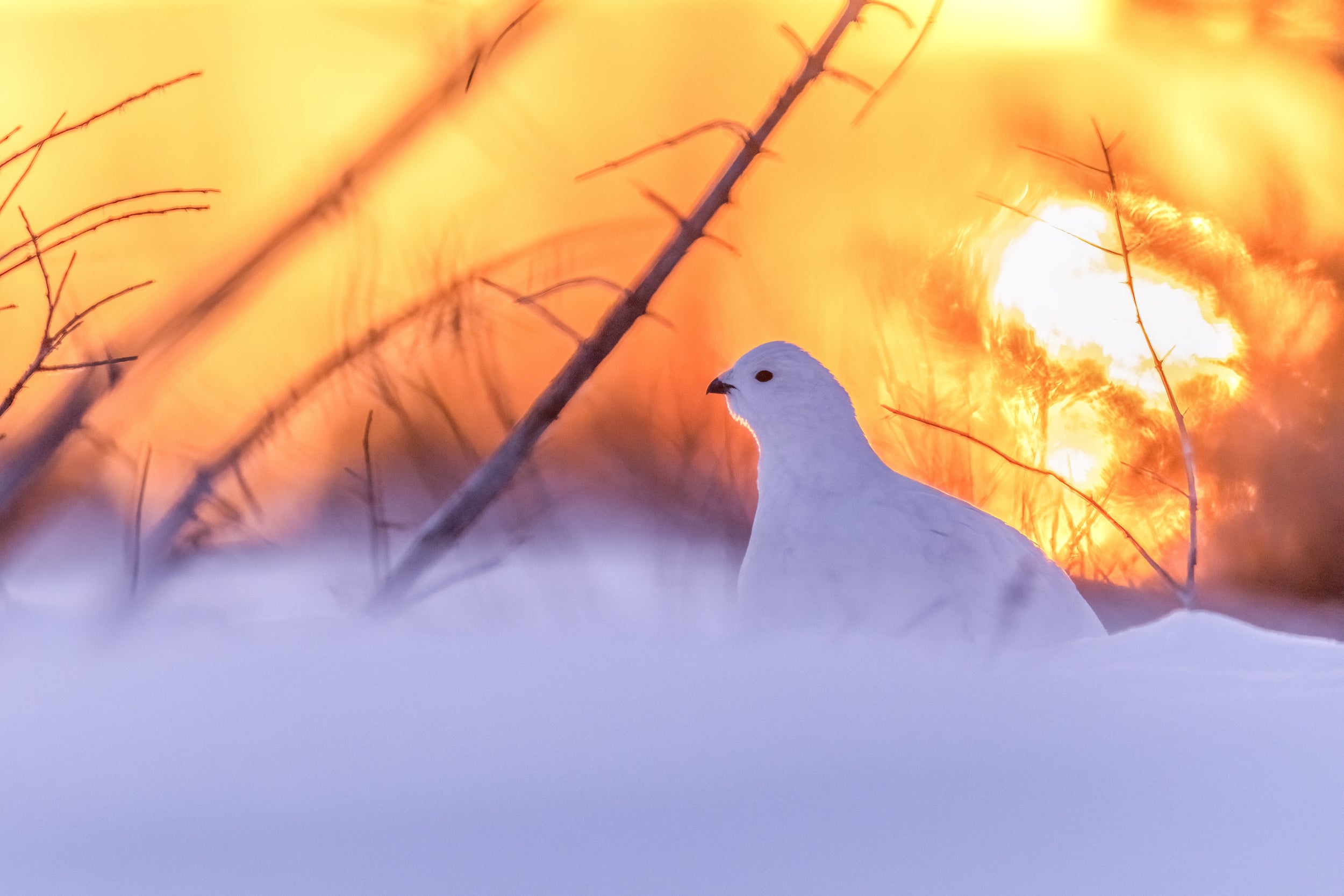 Willow Ptarmigan - Winter 099