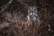 Chouette lapone - Hiver 005