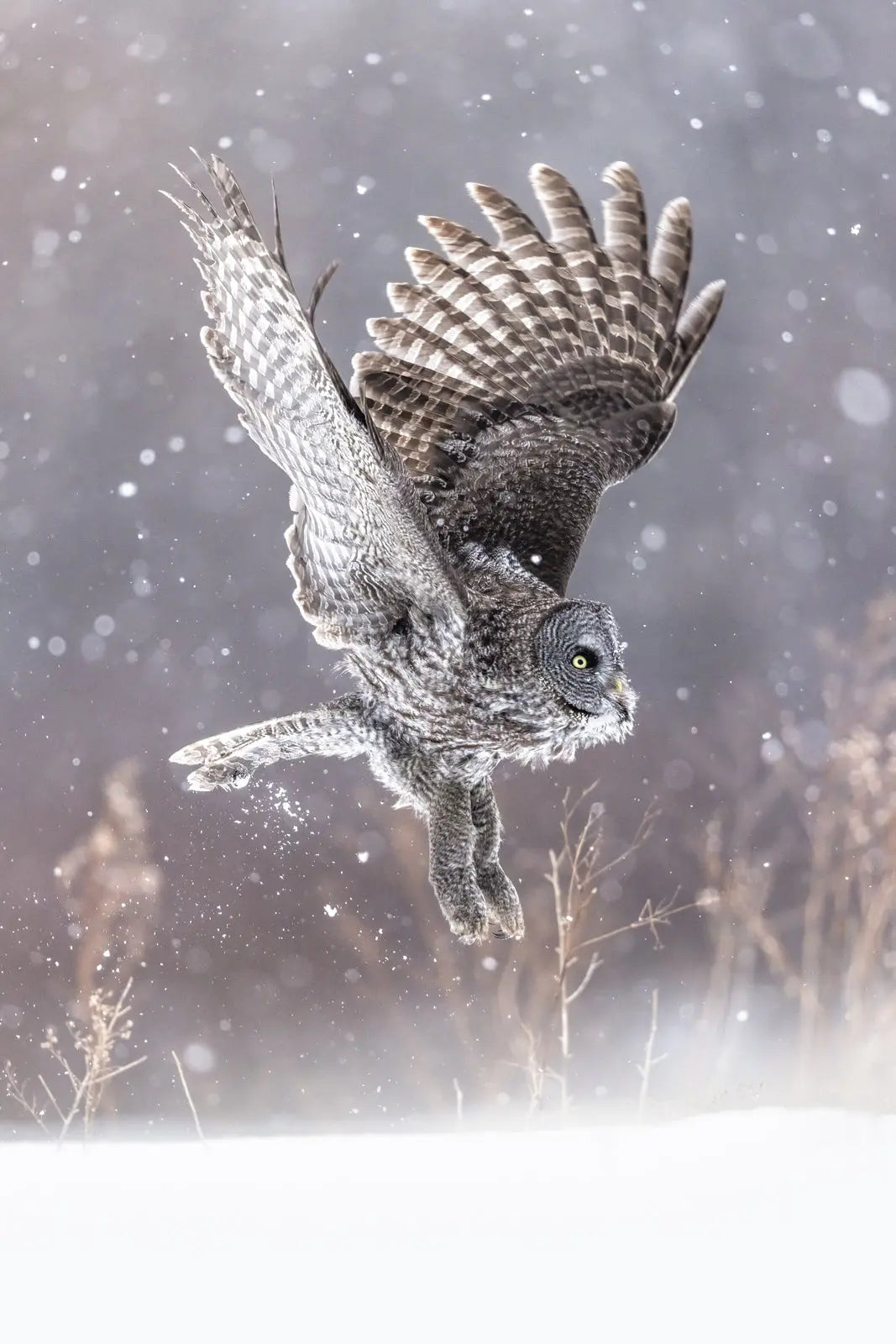 Chouette lapone-Hiver 0100 Jean-Simon Bégin - Photographe Animalier et Artiste Peintre