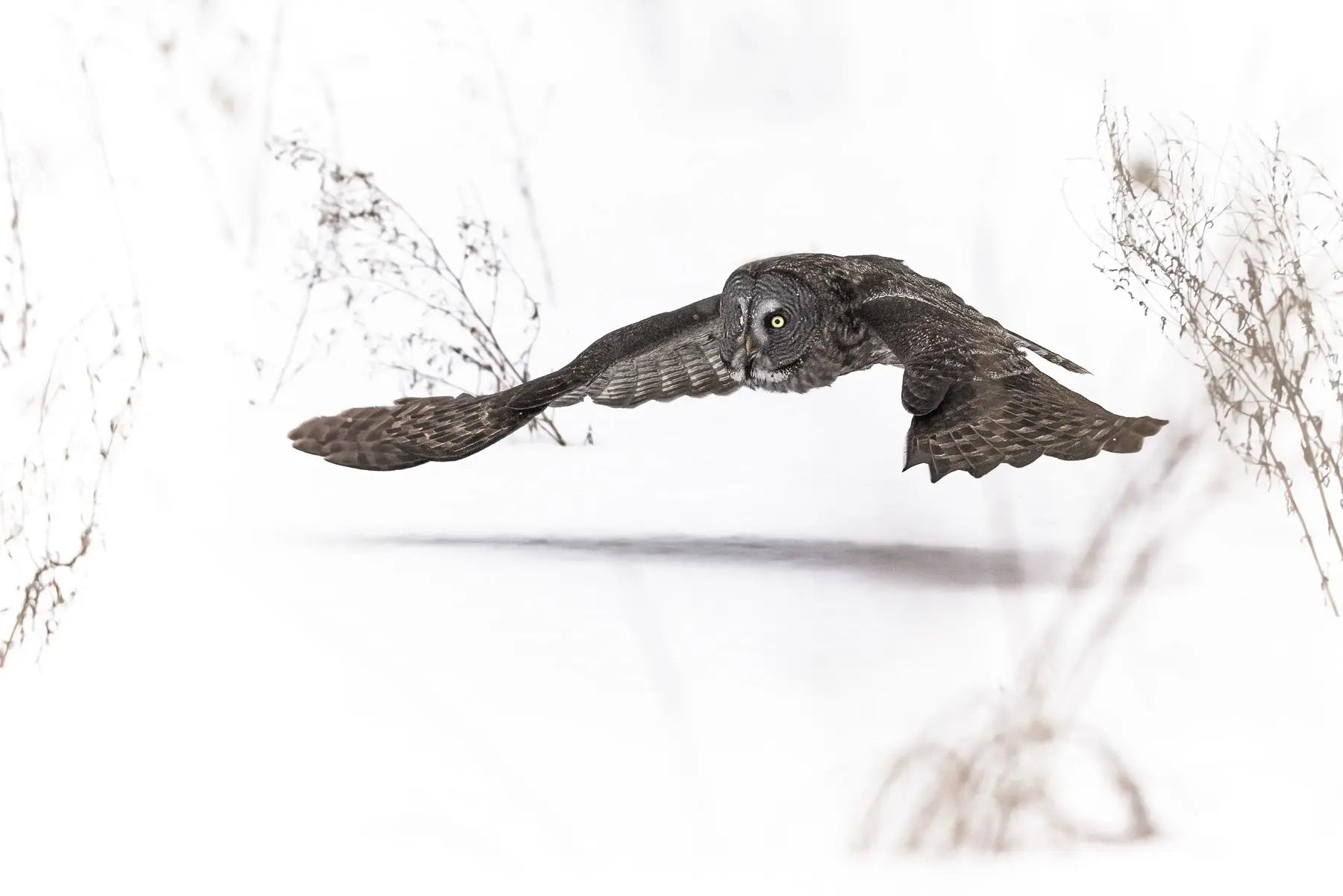 Chouette lapone-Hiver 0101 Jean-Simon Bégin - Photographe Animalier et Artiste Peintre