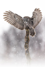 Chouette lapone-Hiver 0102 Jean-Simon Bégin - Photographe Animalier et Artiste Peintre