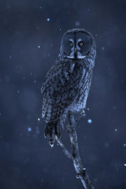 Chouette lapone-Hiver 0103 Jean-Simon Bégin - Photographe Animalier et Artiste Peintre