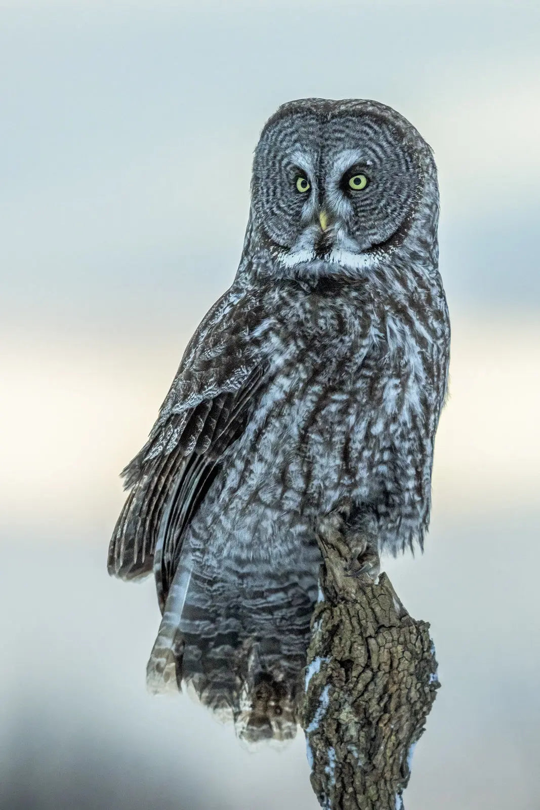 Chouette lapone-Hiver 0104 Jean-Simon Bégin - Photographe Animalier et Artiste Peintre