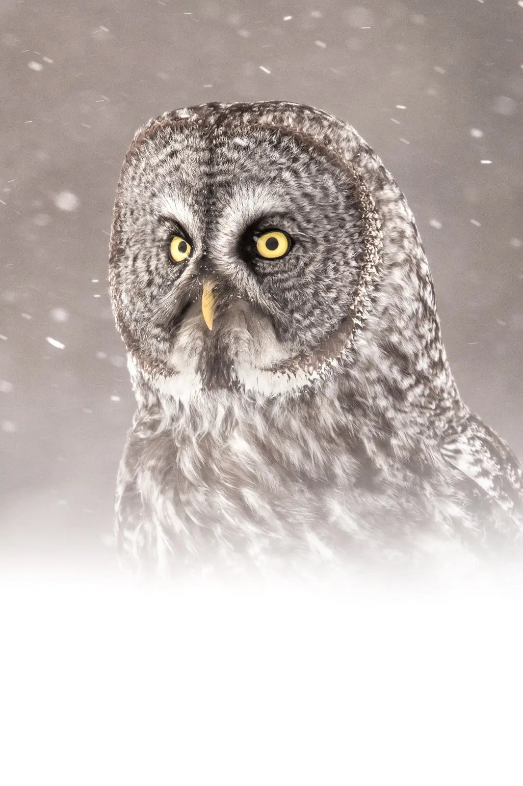 Chouette lapone-Hiver 0105 Jean-Simon Bégin - Photographe Animalier et Artiste Peintre