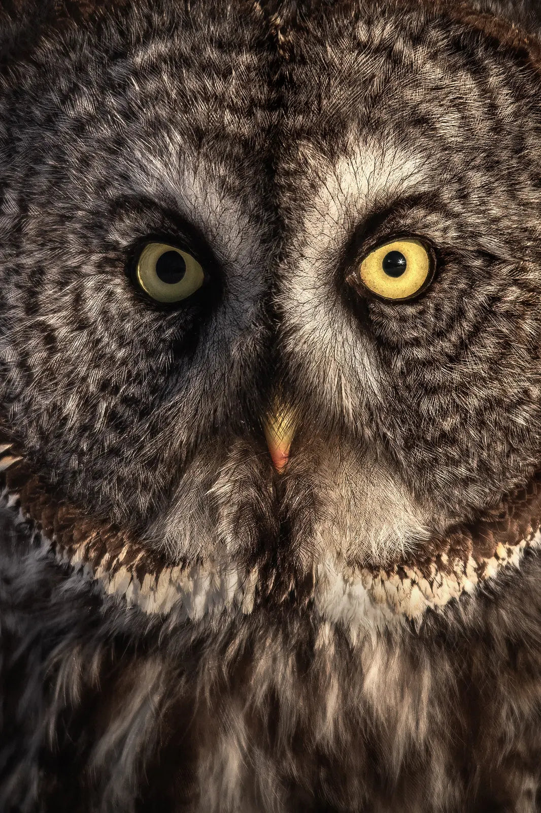 Chouette lapone-Hiver 0106 Jean-Simon Bégin - Photographe Animalier et Artiste Peintre