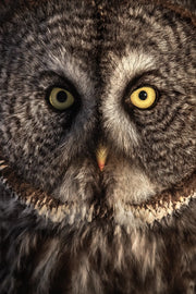 Chouette lapone-Hiver 0106 Jean-Simon Bégin - Photographe Animalier et Artiste Peintre