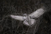 Chouette lapone - Hiver 020