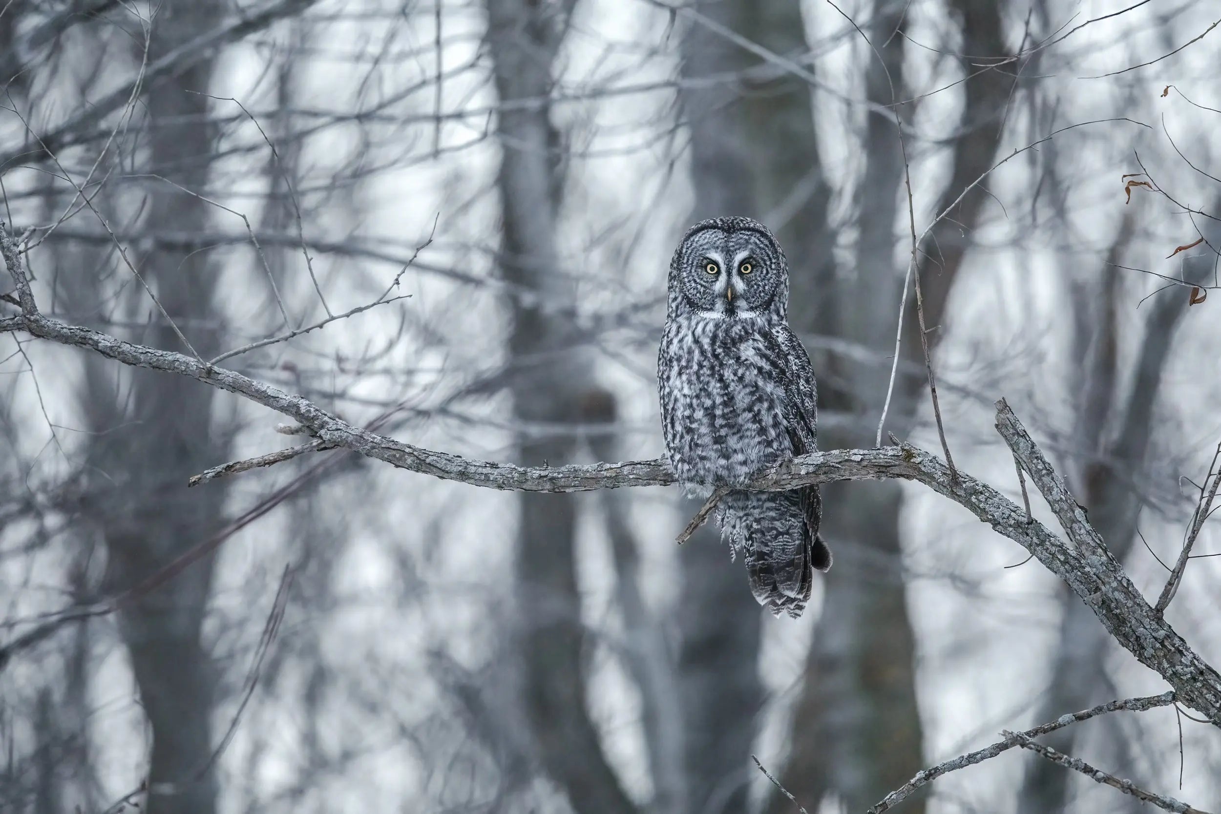 Choute lapone - Hiver 021 - Jean-Simon Bégin - Photographe Animalier ...