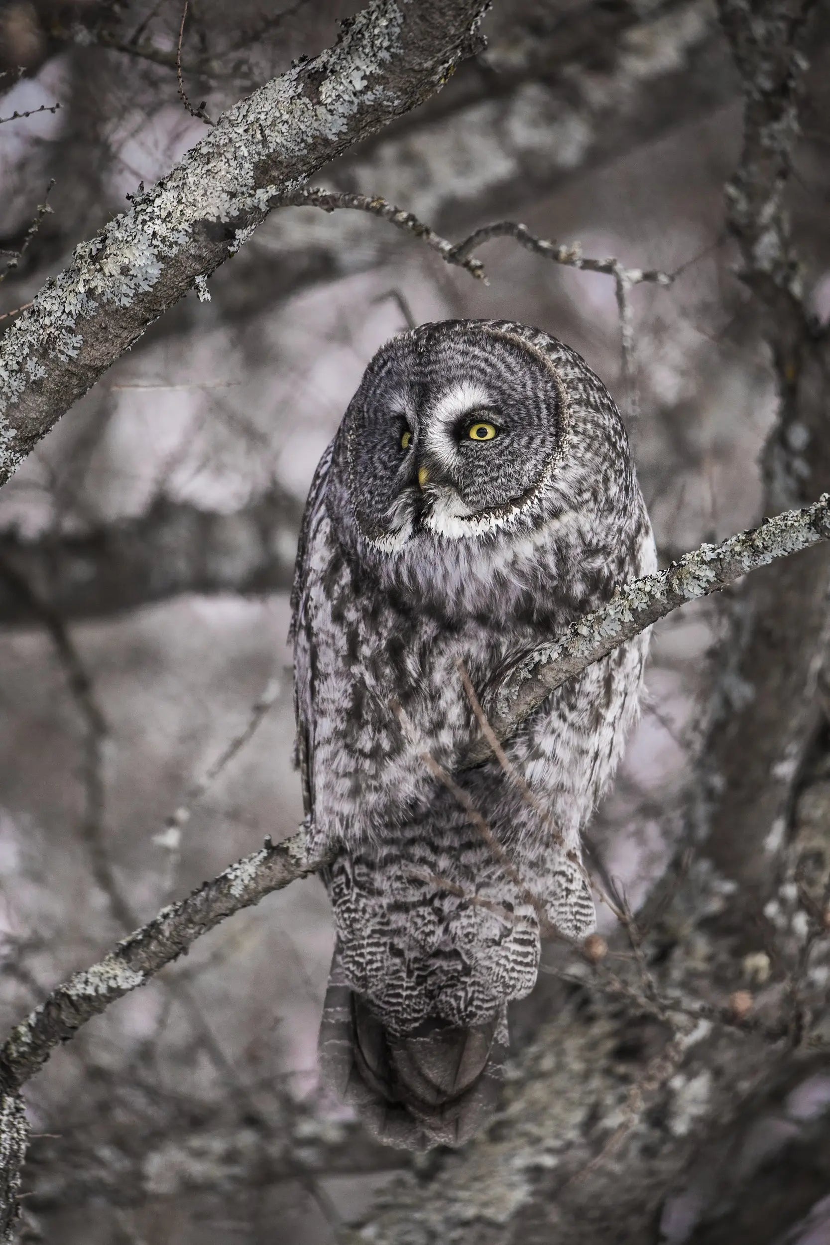 Choute lapone - Hiver 022 - Jean-Simon Bégin - Photographe Animalier ...