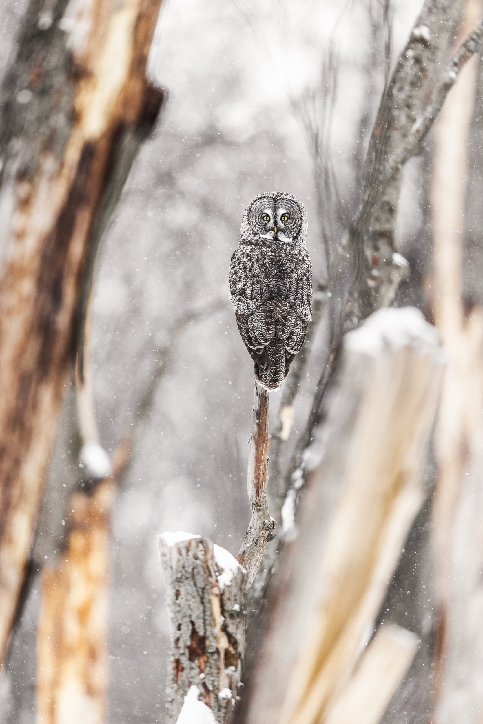 Chouette lapone - Hiver 051