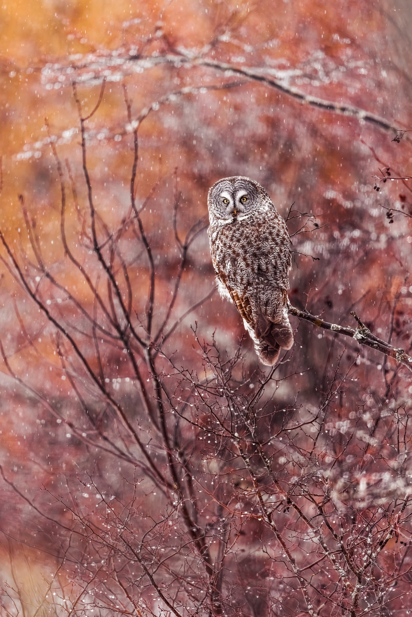 Chouette lapone - Hiver 057