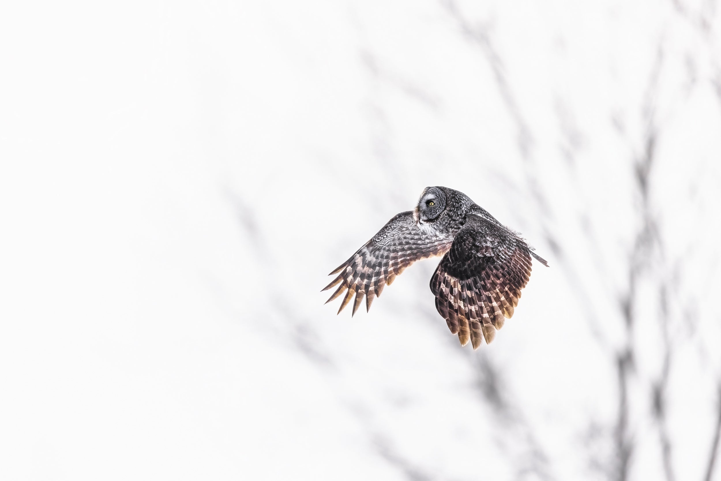 Chouette lapone - Hiver 058