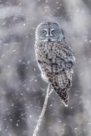 Chouette lapone - Hiver 064 - Jean-Simon Bégin - Photographe Animalier et Artiste Peintre
