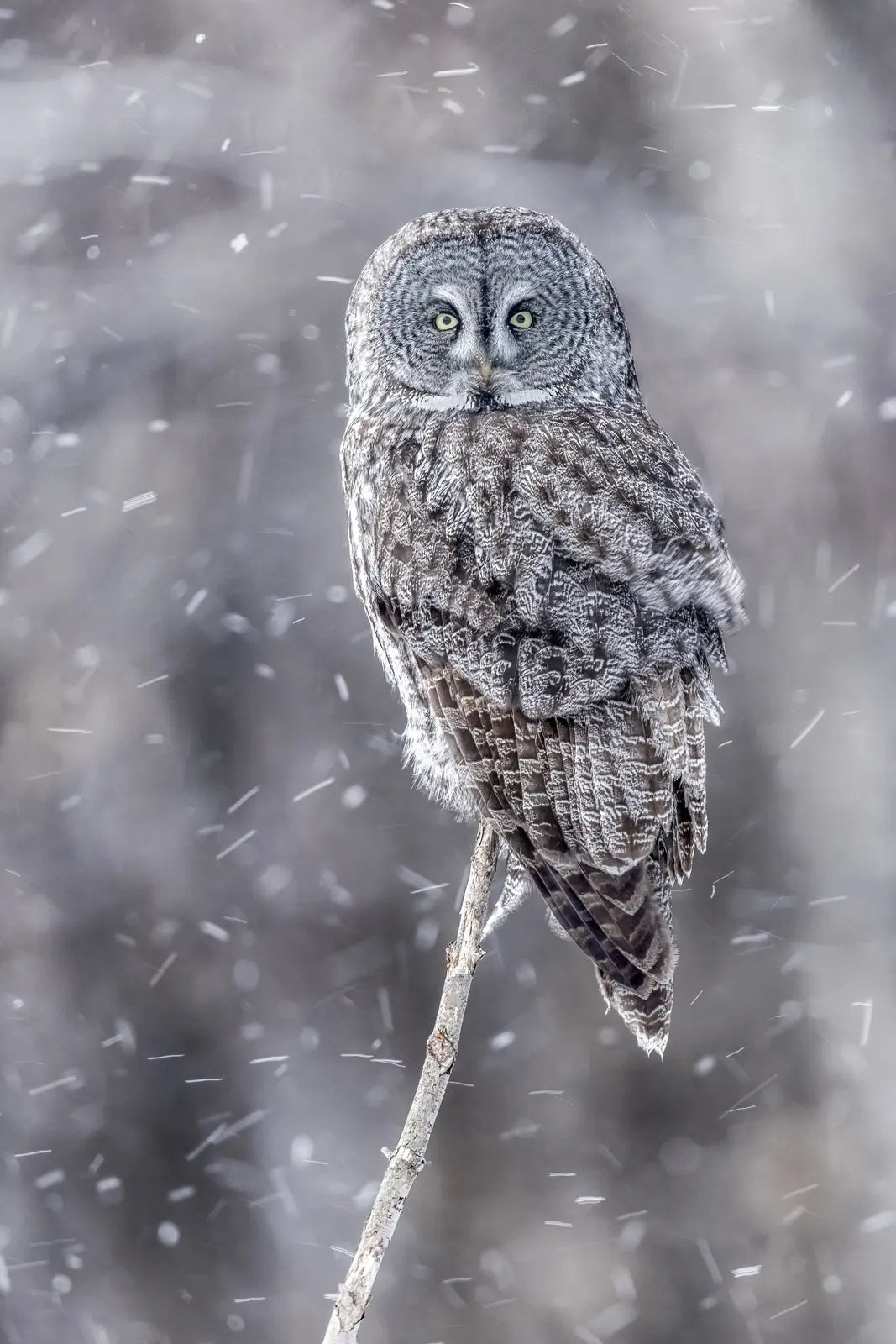 Chouette lapone - Hiver 064 - Jean-Simon Bégin - Photographe Animalier et Artiste Peintre