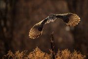 Chouette lapone - Hiver 065 - Jean-Simon Bégin - Photographe Animalier et Artiste Peintre