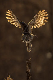 Chouette lapone - Hiver 066 - Jean-Simon Bégin - Photographe Animalier et Artiste Peintre