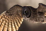 Chouette lapone - Hiver 067 - Jean-Simon Bégin - Photographe Animalier et Artiste Peintre