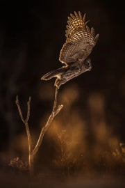 Chouette lapone - Hiver 069 - Jean-Simon Bégin - Photographe Animalier et Artiste Peintre