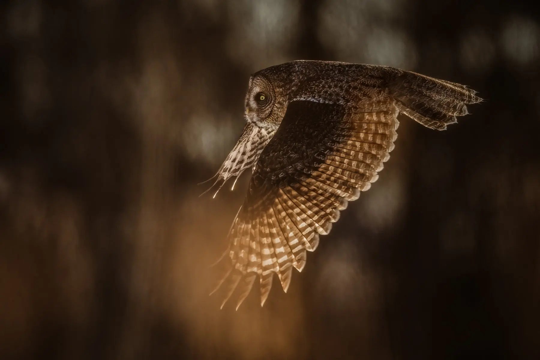 Chouette lapone - Hiver 070 - Jean-Simon Bégin - Photographe Animalier et Artiste Peintre