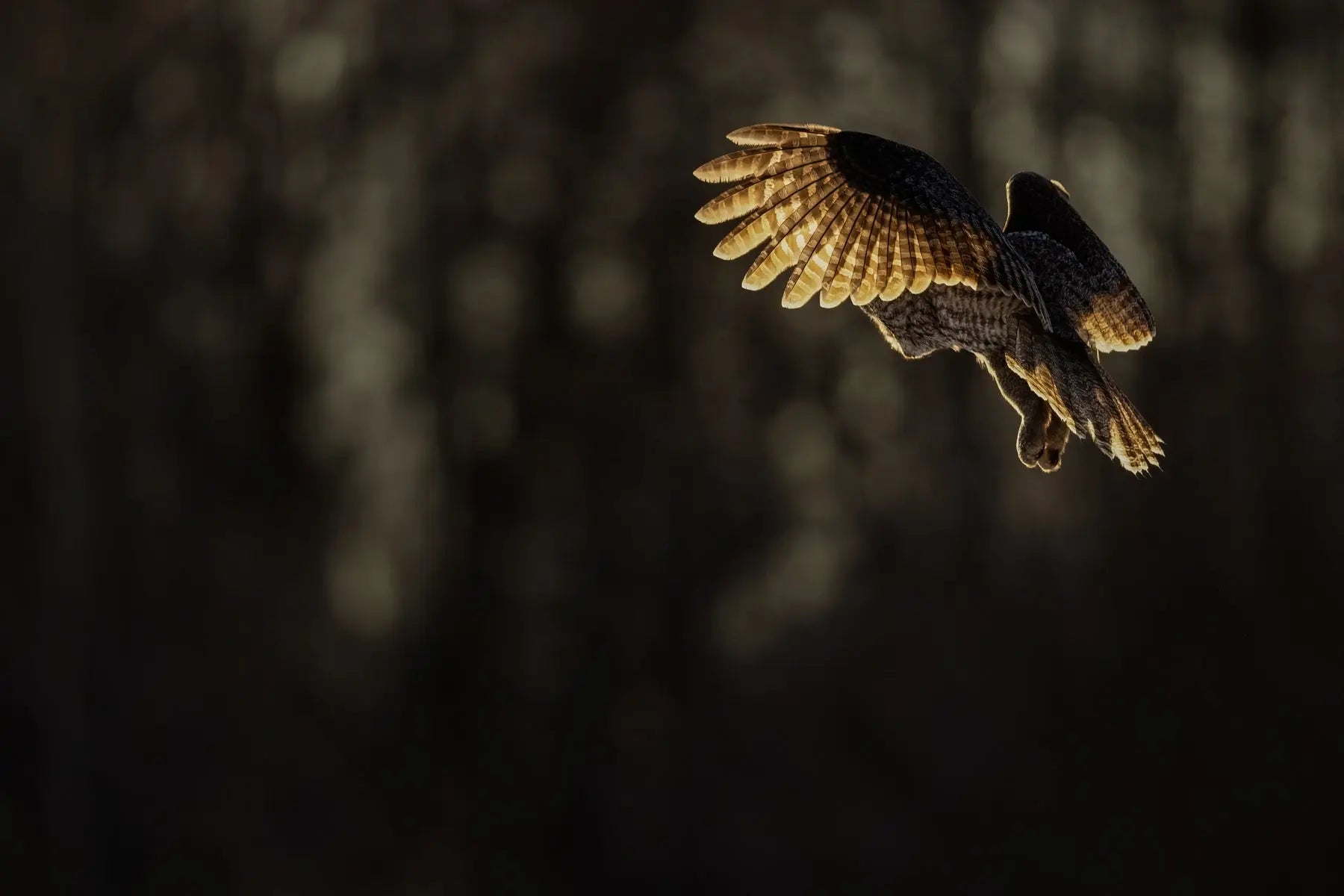 Chouette lapone - Hiver 071 - Jean-Simon Bégin - Photographe Animalier et Artiste Peintre