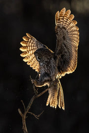 Chouette lapone - Hiver 072 - Jean-Simon Bégin - Photographe Animalier et Artiste Peintre