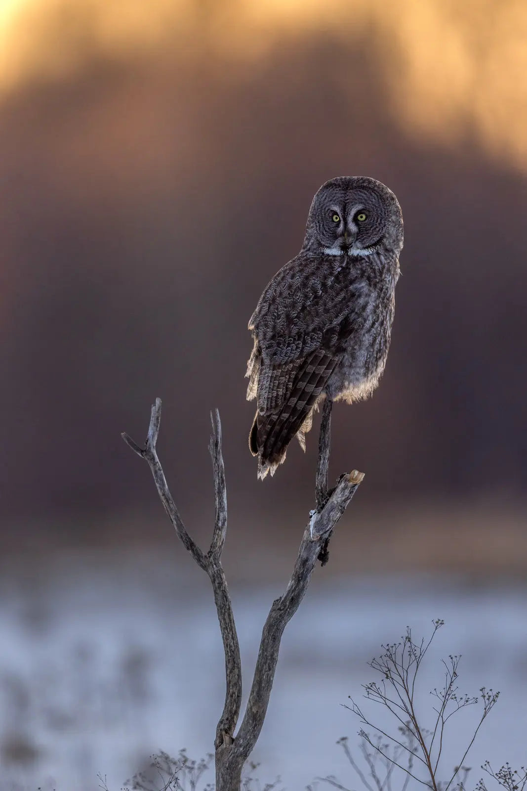 Chouette lapone - Hiver 074 - Jean-Simon Bégin - Photographe Animalier et Artiste Peintre
