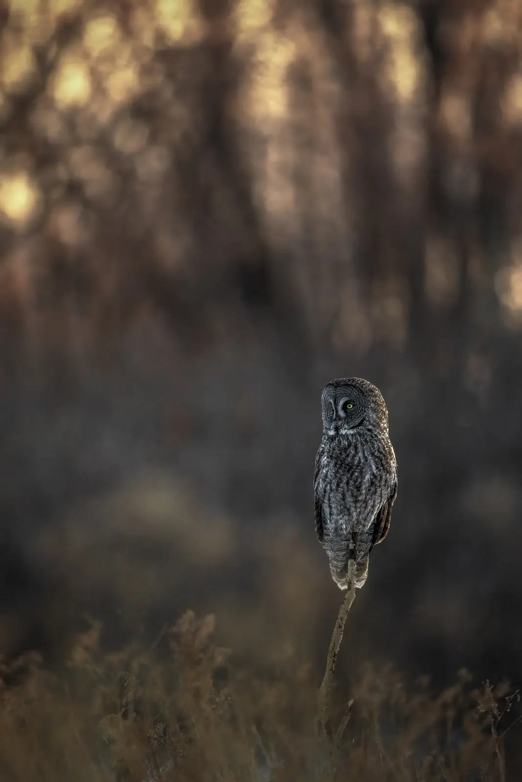 Chouette lapone - Hiver 075 - Jean-Simon Bégin - Photographe Animalier et Artiste Peintre