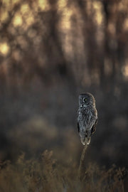 Chouette lapone - Hiver 075 - Jean-Simon Bégin - Photographe Animalier et Artiste Peintre