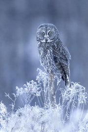 Chouette lapone - Hiver 076 - Jean-Simon Bégin - Photographe Animalier et Artiste Peintre