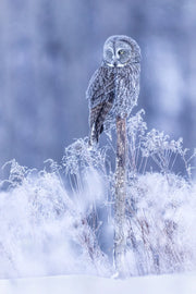 Chouette lapone - Hiver 077 - Jean-Simon Bégin - Photographe Animalier et Artiste Peintre
