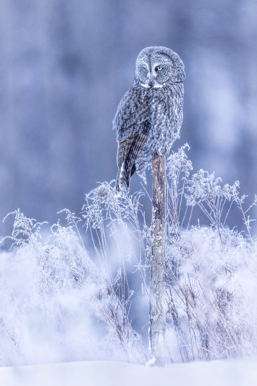 Chouette lapone - Hiver 077 - Jean-Simon Bégin - Photographe Animalier et Artiste Peintre