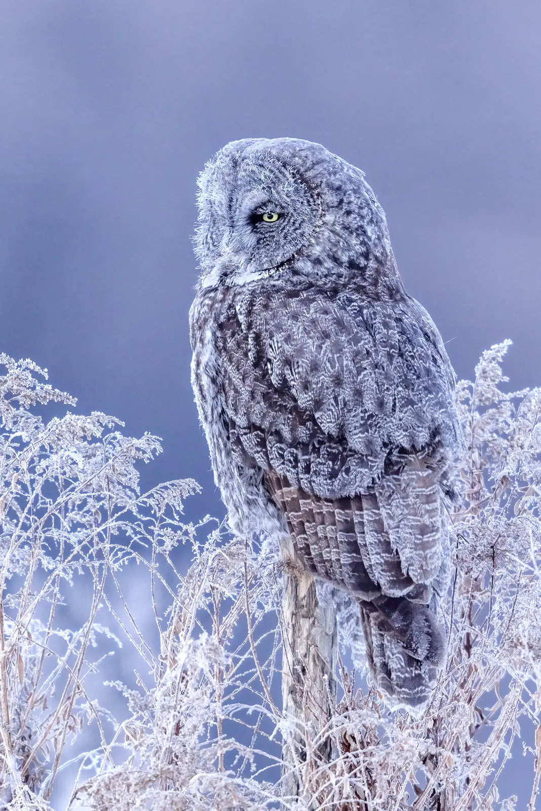 Chouette lapone - Hiver 078 - Jean-Simon Bégin - Photographe Animalier et Artiste Peintre
