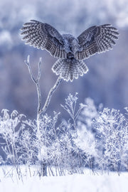 Chouette lapone - Hiver 079 - Jean-Simon Bégin - Photographe Animalier et Artiste Peintre