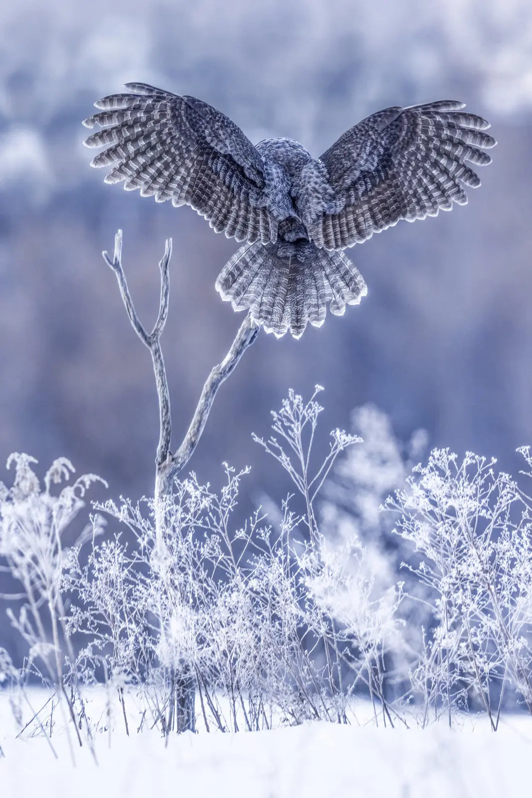 Chouette lapone - Hiver 079 - Jean-Simon Bégin - Photographe Animalier et Artiste Peintre