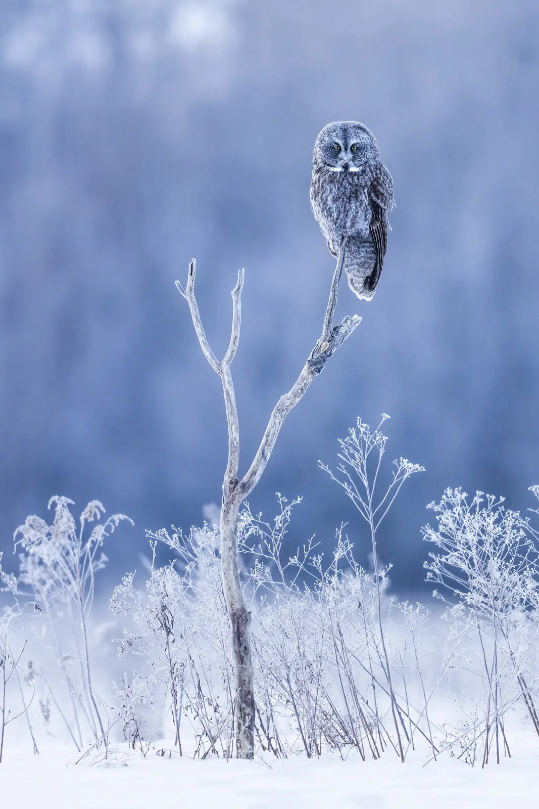 Chouette lapone - Hiver 080 - Jean-Simon Bégin - Photographe Animalier et Artiste Peintre